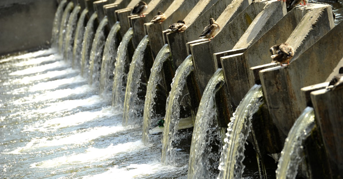 A small concrete dam with multiple openings in a row, letting wastewater flow while ducks stand on each opening.